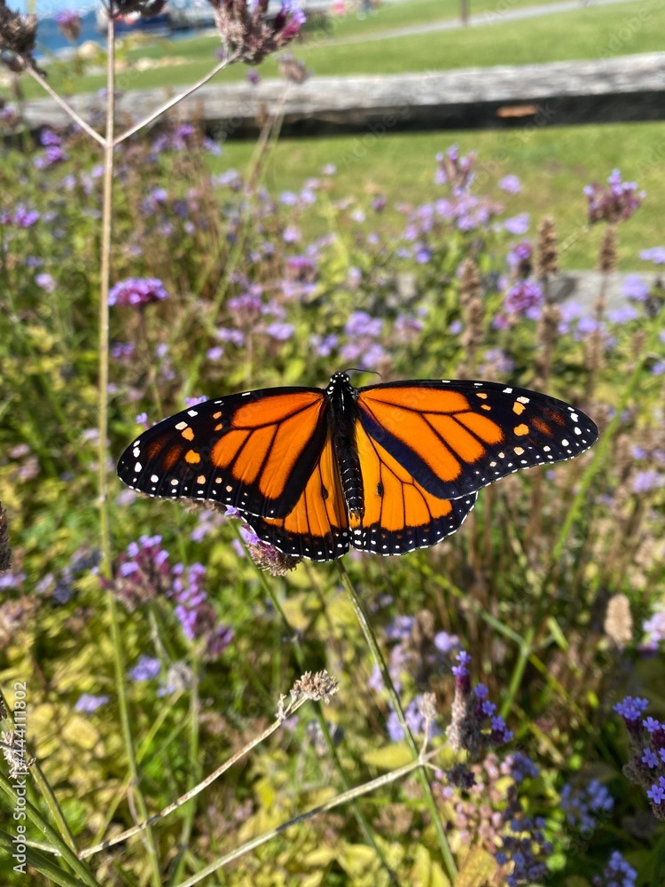 Fototapeta premium monarch butterfly on flower