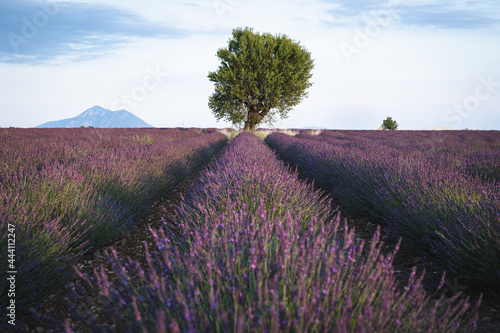 Arbre seul @ Valensole
