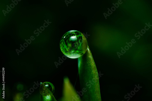 water drops on a green leaf close up