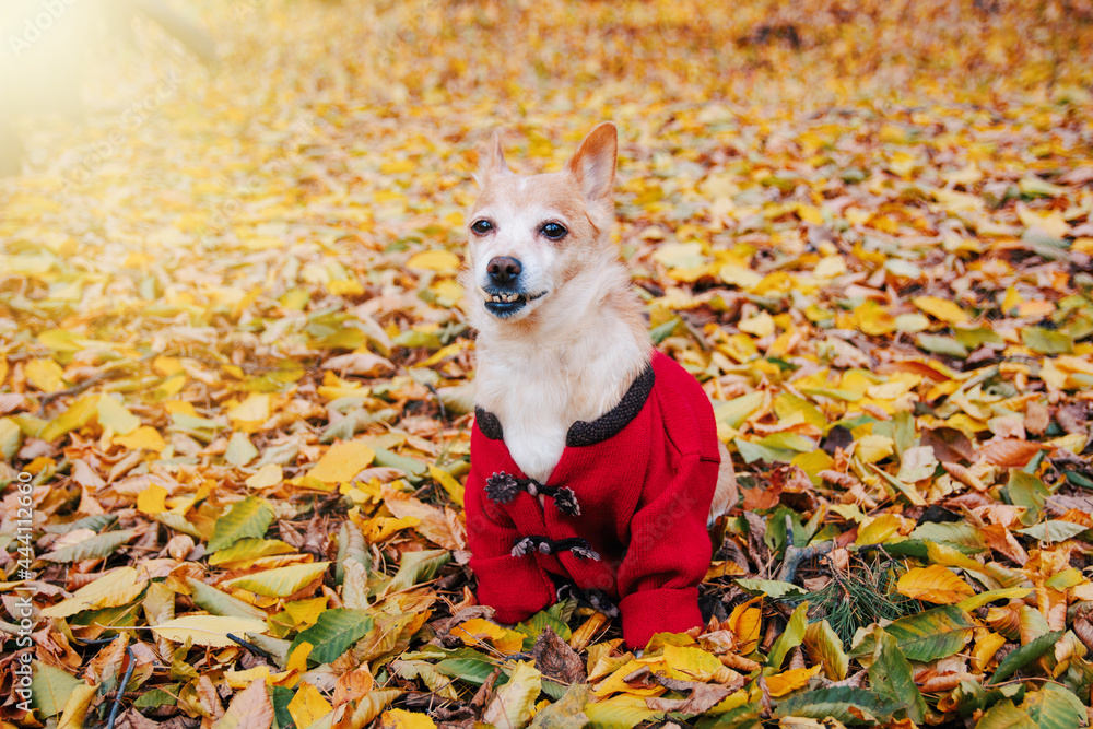 cute red puppy dog in sweater around yellow leaves, autumn fall background cute red puppy dog in sweater around yellow leaves, autumn fall background