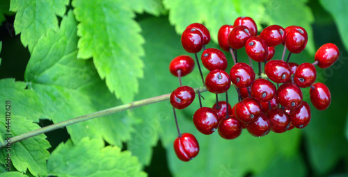 Red baneberry is a circumboreal species that inhabits rich, moist forests throughout New England. It is an attractive wildflower, whose shiny red fruits  photo