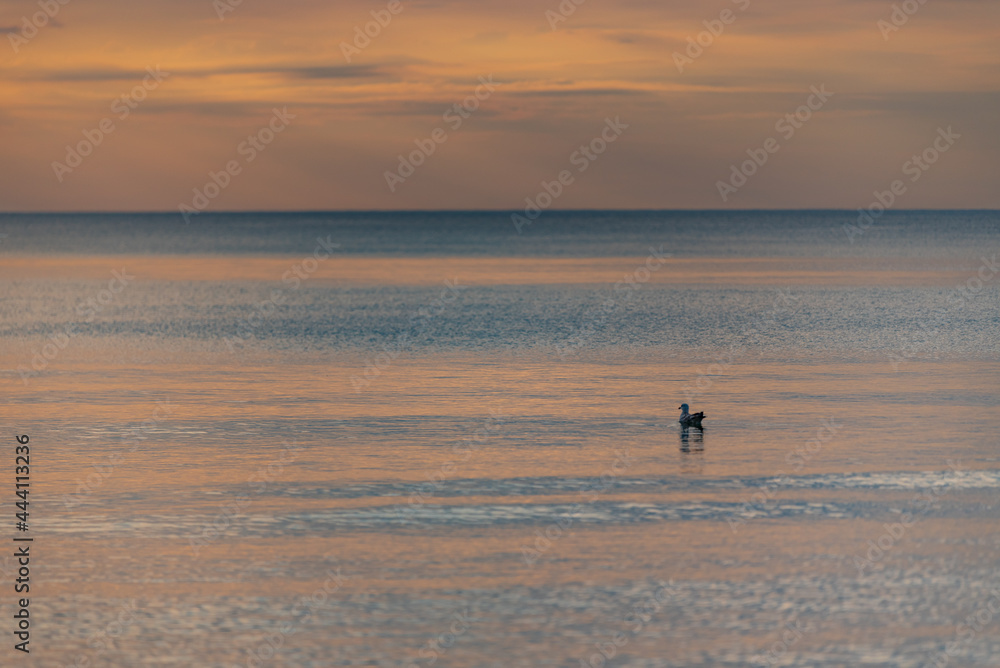 Fototapeta premium the bird is flying in the water at sunset