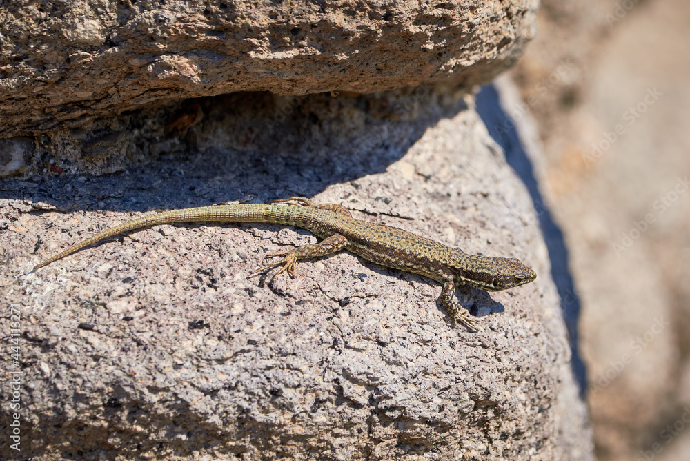 Common wall lizard sunbathing on a rock in the morning (Podarcis Muralis) Common wall lizard sunbathing on a rock in the morning (Podarcis Muralis)