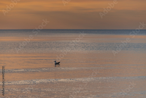 the bird is flying in the water at sunset
