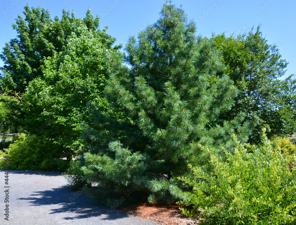 Pinus koraiensis is a species of pine known commonly as the Korean pine ...