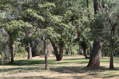 People exploring an old growth Black Oak park grove in California, photo