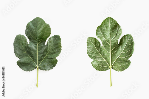 Fotografie green fig leaf (ficus carica) on white background