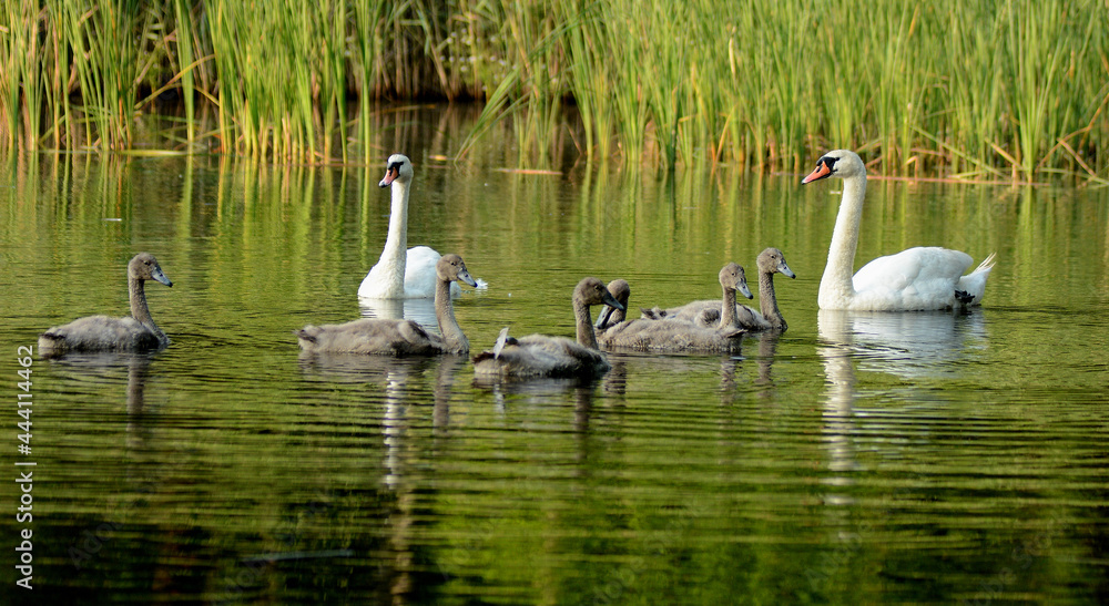 Swan family swimming in the forest pond Swan family swimming in the forest pond