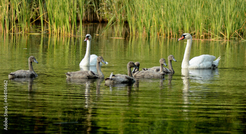 Swan family swimming in the forest pond