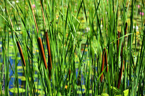 Cattails are upright perennial plants that emerge from creeping rhizomes. The long tapering leaves have smooth margins and are somewhat spongy photo