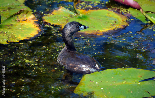 American coot (Fulica americana), also known as a mud hen or pouldeau, is a bird of the family Rallidae. Though commonly mistaken for ducks, American coots photo