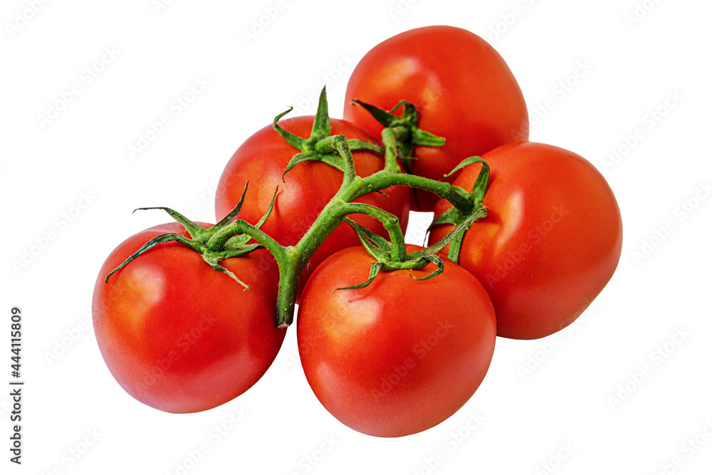 fresh organic soil tomatoes on branch isolated on white