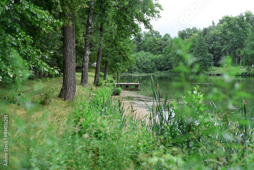 On the forest lake, surrounded by trees and reeds, the pollen of which floats near the shore, wooden bridges for swimming are made.