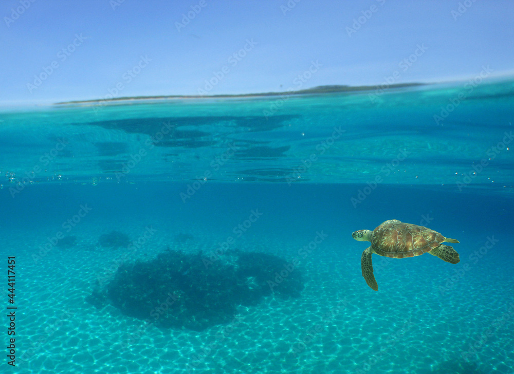 underwater sea turtle , caribbean sea , Venezuela