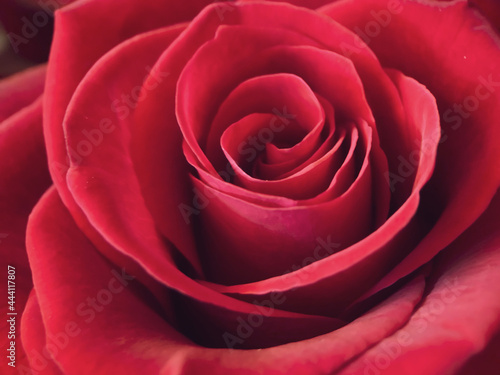 Closeup of red rose flower petals. Natural soft background.