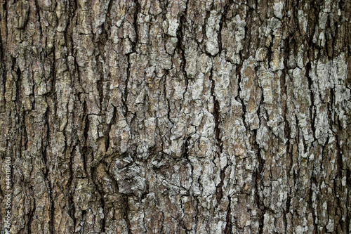 The big tree pattern in the forest,Texture and background.