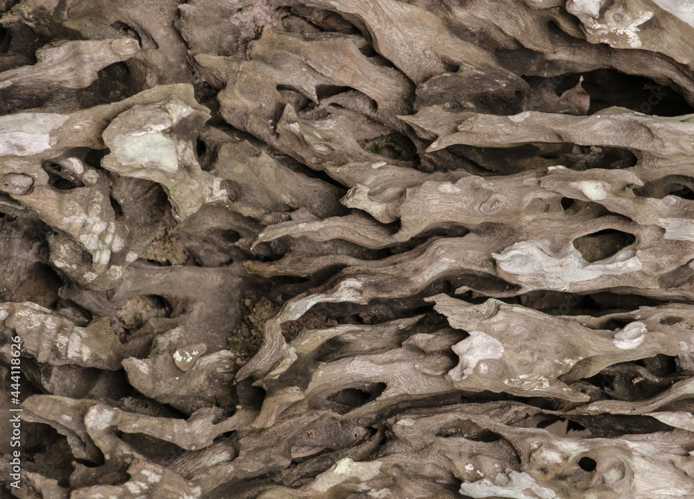 bark of tree bark of tree