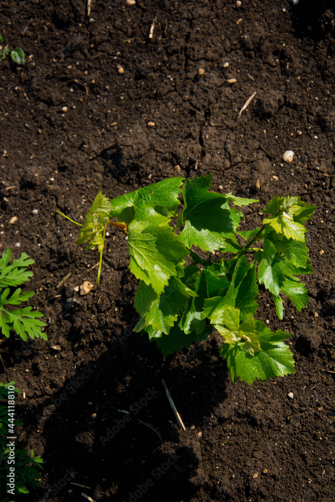 Young vineyard Young vineyard