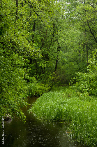 Ein Bach wird überwuchert mit saftig, grünen Bäumen und Sträuchern. Es regnet im Frühling. © Roswitha