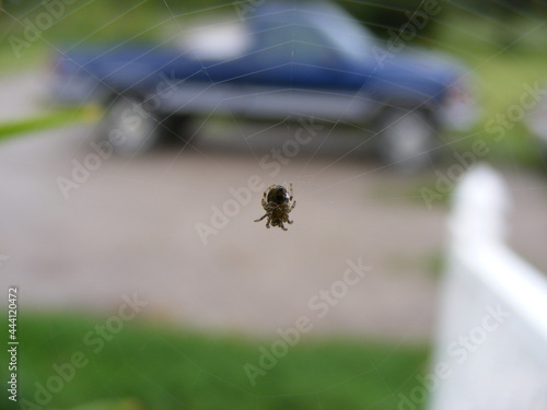 tiny spider on a window screen