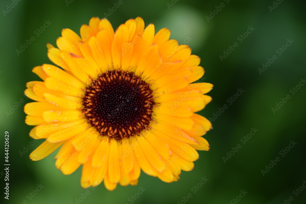 Orange calendula flower on bokeh green background. Space for text. Orange calendula flower on bokeh green background. Space for text.