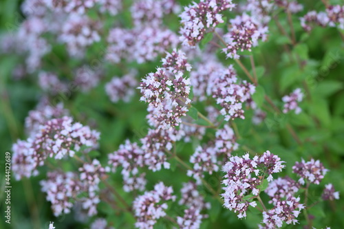 Blooming oregano.