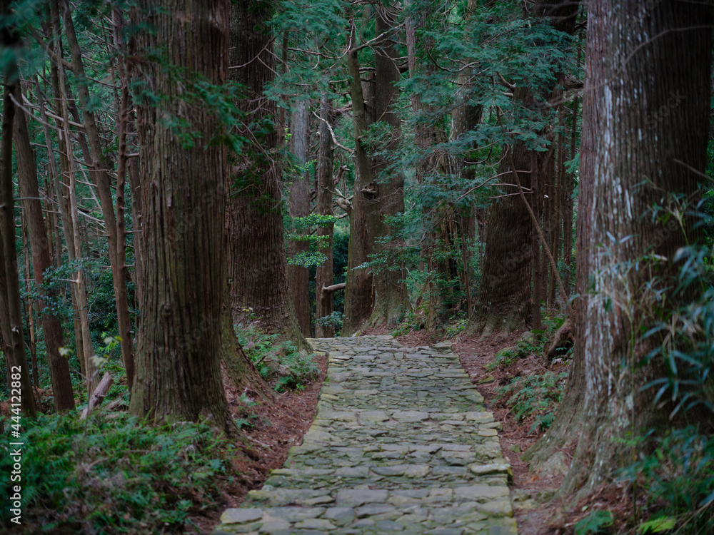 Fototapeta premium 熊野古道 