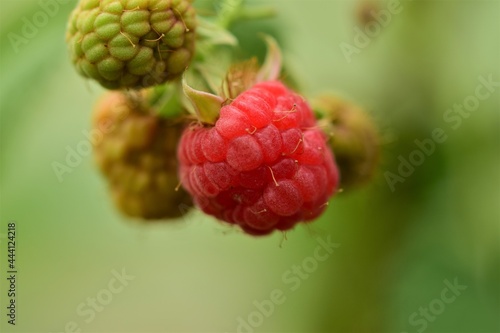 Unripe green and ripe red raspberries as a close up against a blurred background