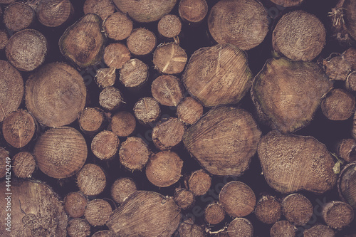 Holzstämme gestapelt im Wald / wood log