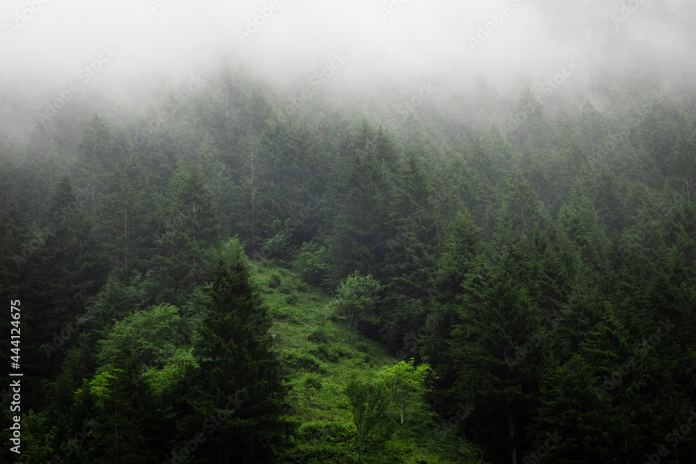 Mist clouds drifting through the forests, Mist passing through the trees, creepy and cold misty weather in the green mountain forest