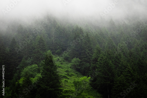 Mist clouds drifting through the forests, Mist passing through the trees, creepy and cold misty weather in the green mountain forest