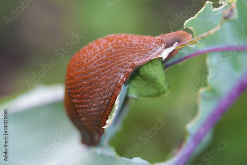 close up of a slug on the cabbage in the raised bed 