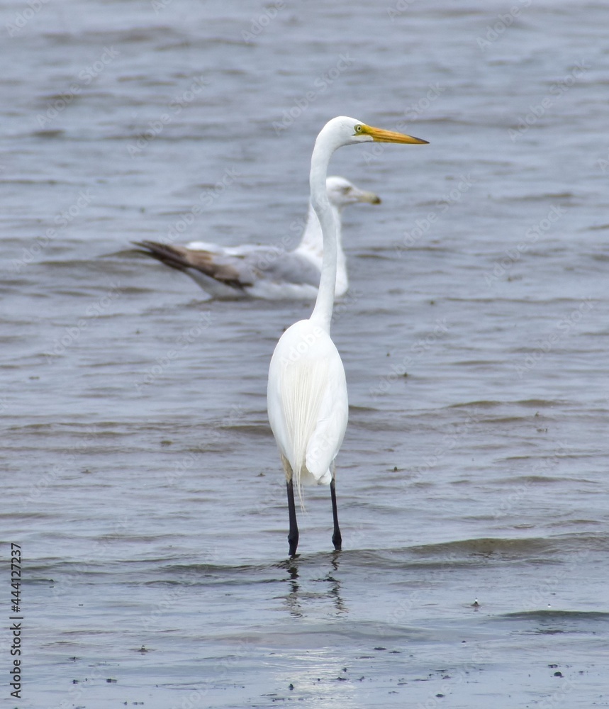 Egret at the bay