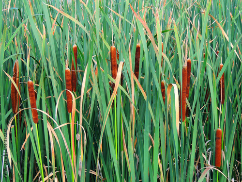 cattails in the marsh in carolyn holmberg preserve in broomfield, colorado     photo