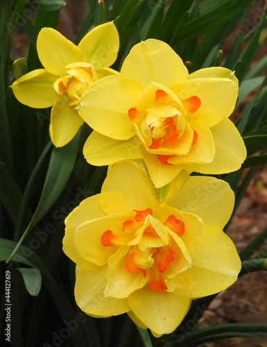 close up of a cluster of three pretty daffodils with orange highlights  in a garden in broomfield, colorado  photo