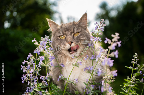 blue tabby white maine coon cat licking lips after eating fresh blossoming catnip plant outdoors in nature