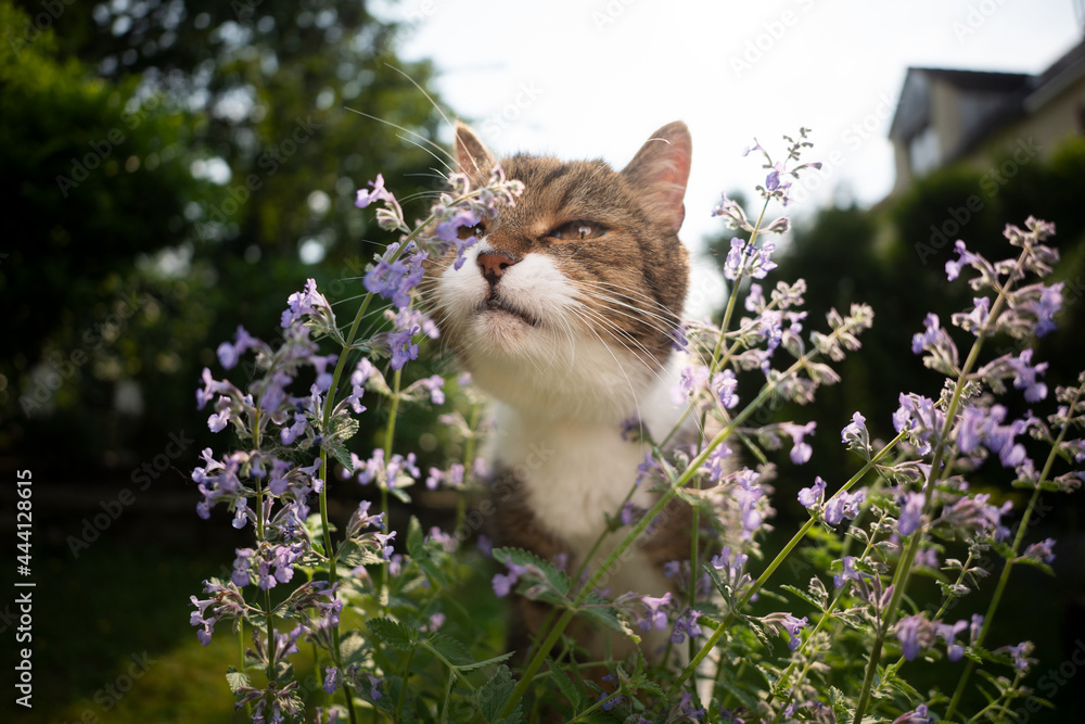 cute tabby white cat smelling blossoming catnip plant outdoors in the back yard - obrazy, fototapety, plakaty 