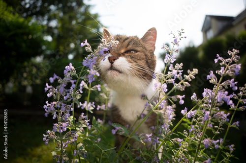 cute tabby white cat smelling blossoming catnip plant outdoors in the back yard photo