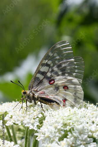 a pretty rocky mountain parnassian butterfly perched on white wildflowers in a forest in the  sierra mountains of northern california, near jonesville photo