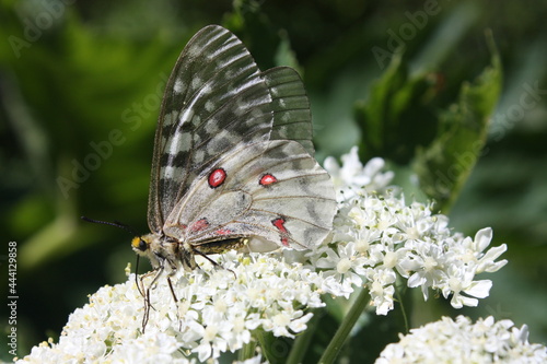 a pretty rocky mountain parnassian butterfly perched on white wildflowers in a forest in the  sierra mountains of northern california, near jonesville photo