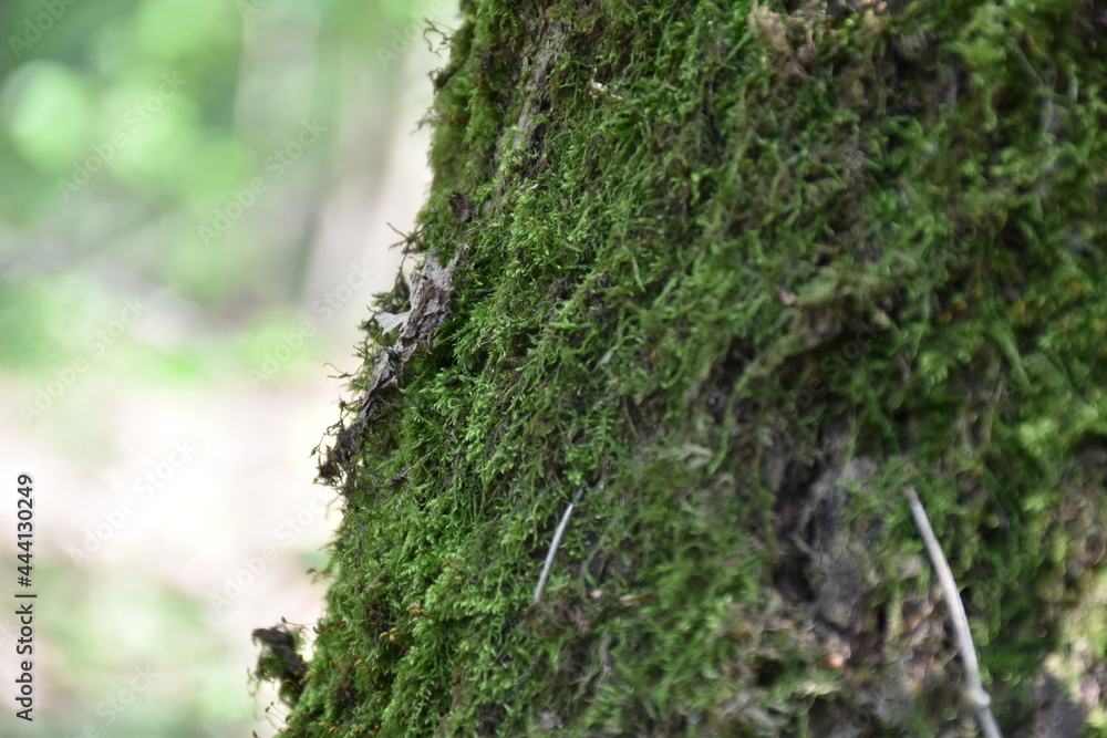 moss moss