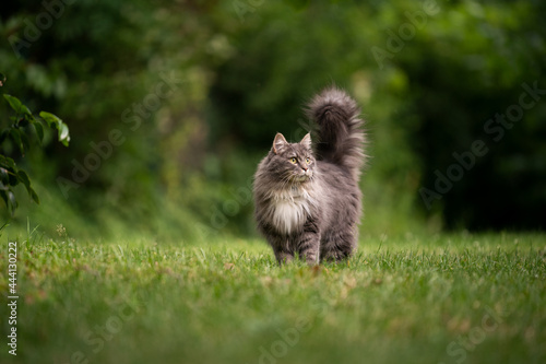 gray longhair maine coon cat with fluffy tail outdoors in green back yard standing on lawn observing photo