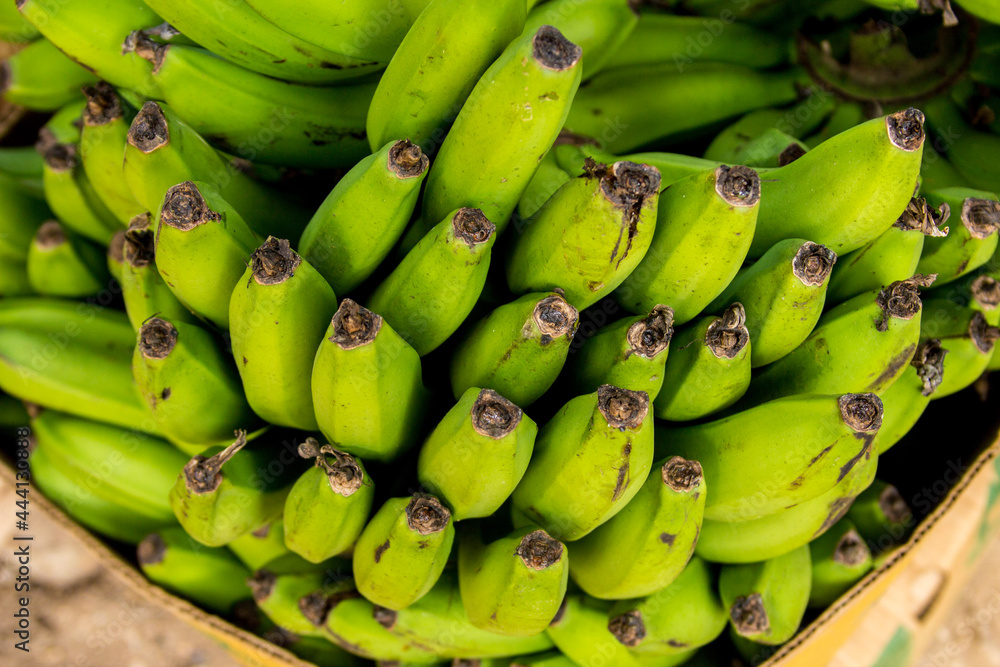 Huge Hand of Green Bananas