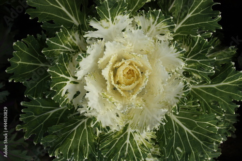 pretty white ornamental cabbage in an urban garden in autumn in manhattan, new york