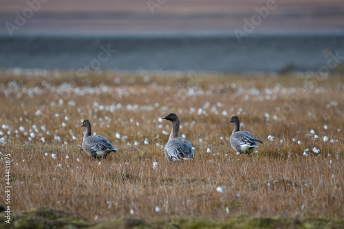 geese on the beach © Kirsten Solgård