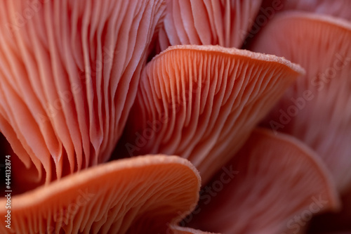Pink oyster mushrooms in development