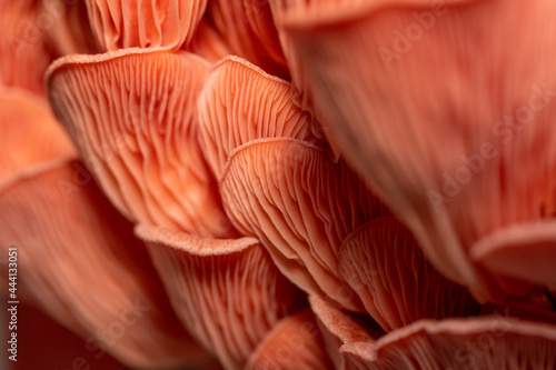 close up of pink oyster mushrooms in development