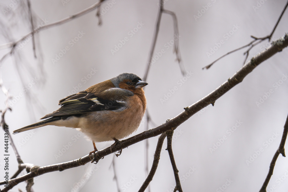 robin perched on a branch