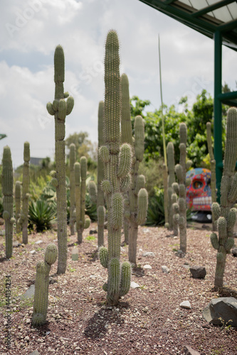 Mexican Cactus