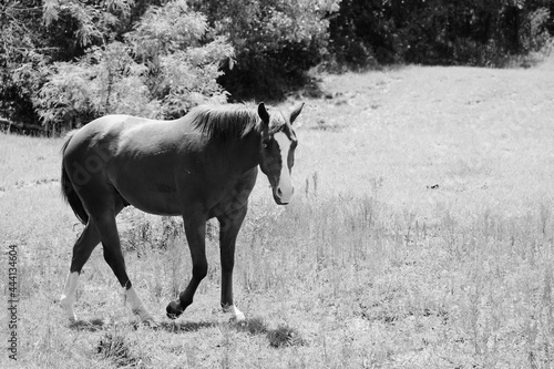 horse walking in a summer field © ccestep8
